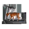 Беговая дорожка Oxygen Riviera II HRC+ Doggie Edition в Нижнем Новгороде вид 19