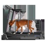 Беговая дорожка Oxygen Laguna II Doggie Edition в Нижнем Новгороде вид 2